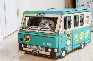運搬する子猫